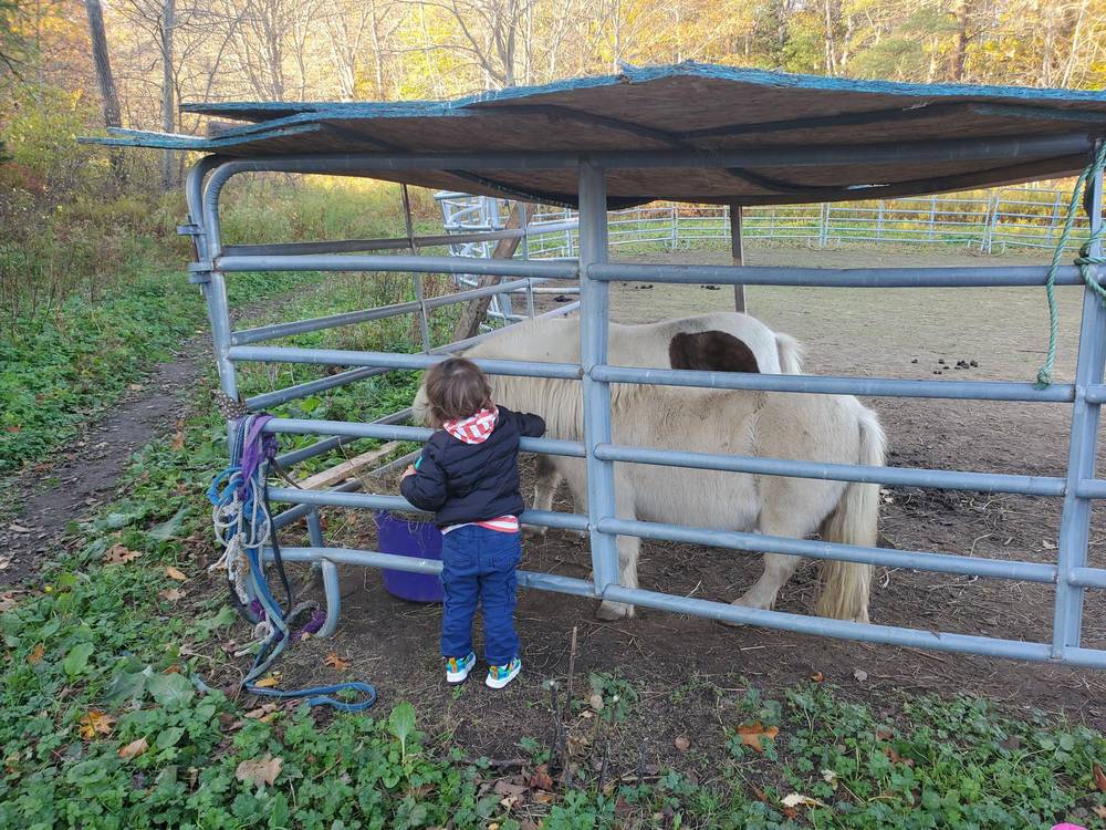 Child feeding a pony through a fence